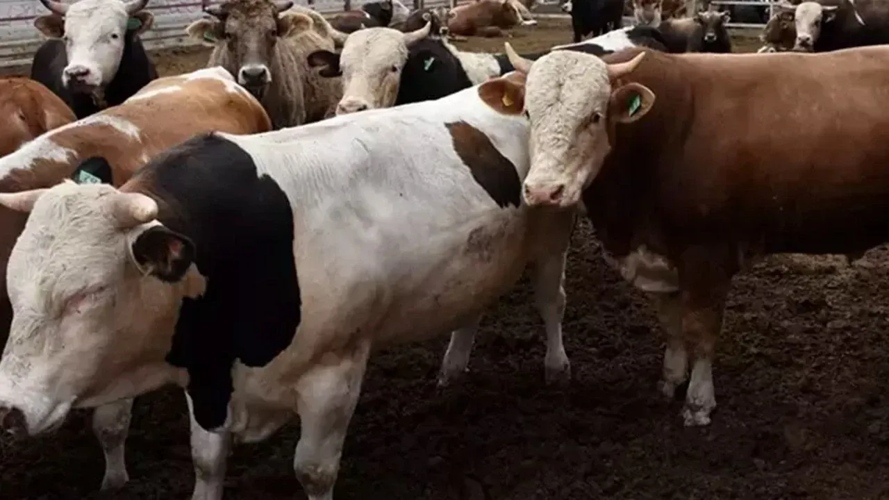 2025 yılı kurbanlık fiyatları için tablo netleşiyor! İşte hayvan pazarlarında son durum
