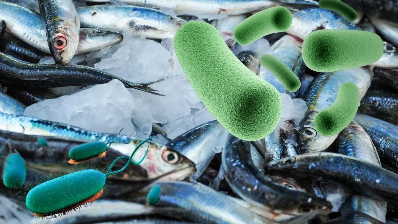 Balıklarda parazit riski: Görünmeyen tehlike! Uzman isimden dikkat çeken uyarı