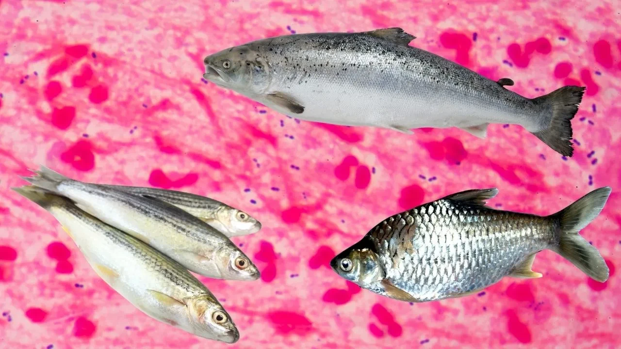 Balıklarda parazit riski: Görünmeyen tehlike! Uzman isimden dikkat çeken uyarı