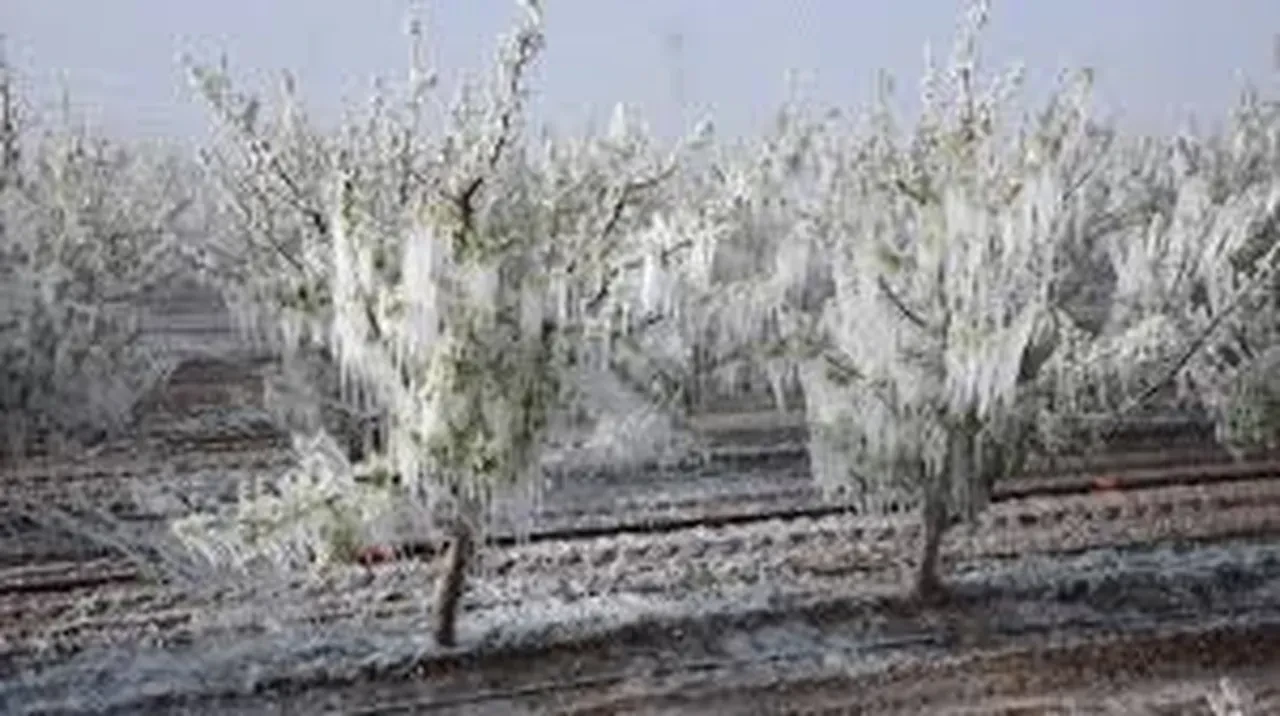 Cumhurbaşkanı Erdoğan'dan zirai don açıklaması: 'Gıda arzı risk altında değil'