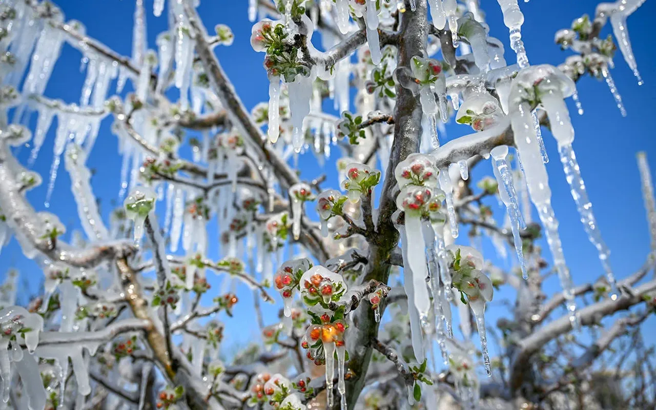 Cumhurbaşkanı Erdoğan'dan zirai don açıklaması: 'Gıda arzı risk altında değil'