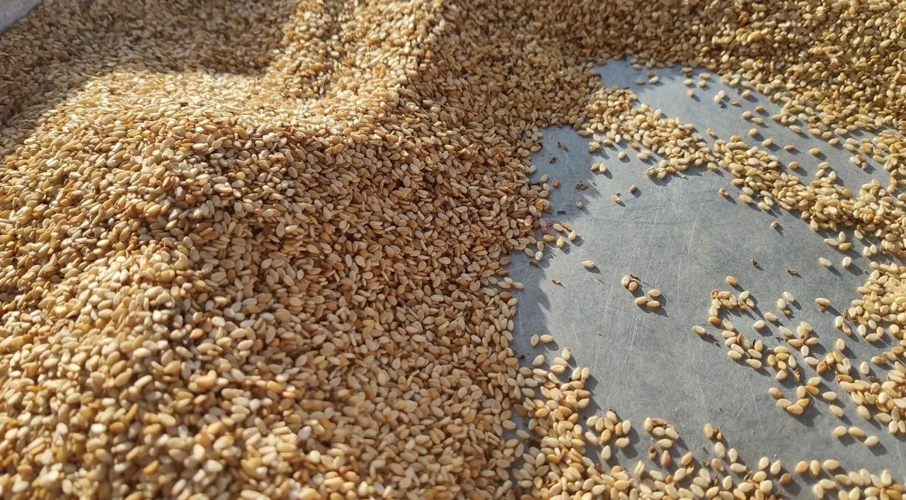 Kemikleri betona çeviren susam sütten 10 kat daha faydalı