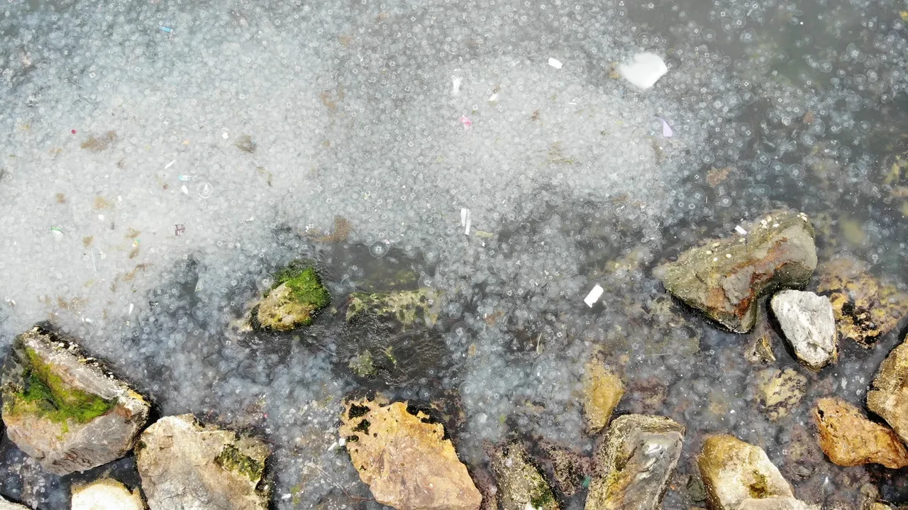 Moda Sahili'nde korkutan görüntü! Tüm sahili kapladı