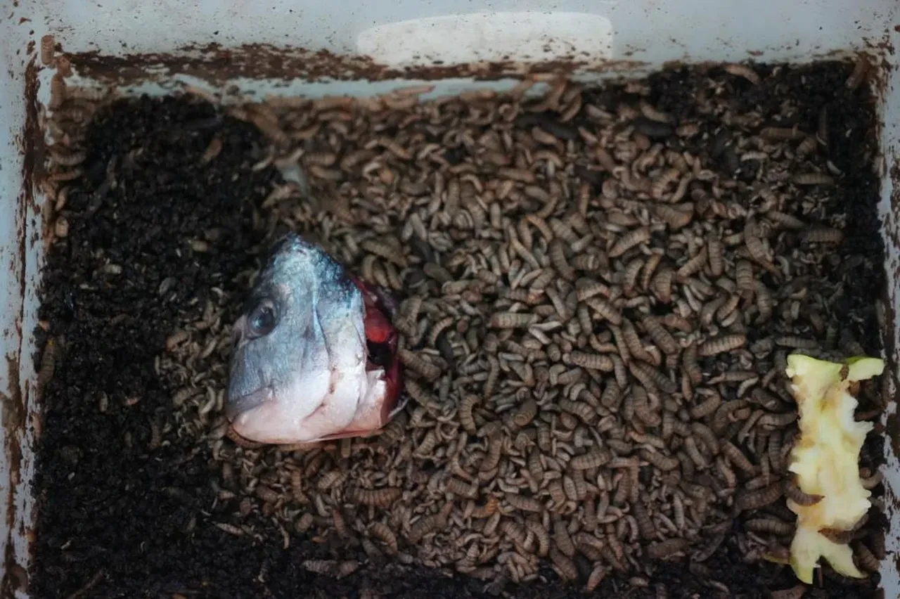 İnsanın geleceği bu böcekte! Yeni bir dönem başlayabilir