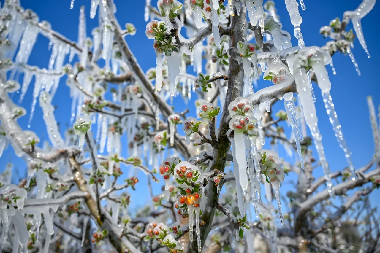Zirai don felaketi üretimi vurdu! Ali Ekber Yıldırım uyardı: Sebze ve meyveye zam yolda