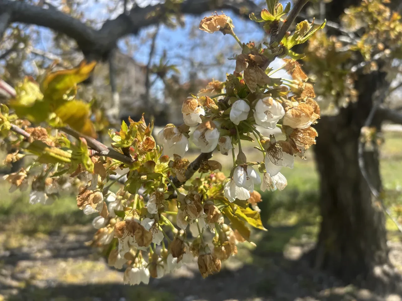 Zirai don felaketi üretimi vurdu! Ali Ekber Yıldırım uyardı: Sebze ve meyveye zam yolda