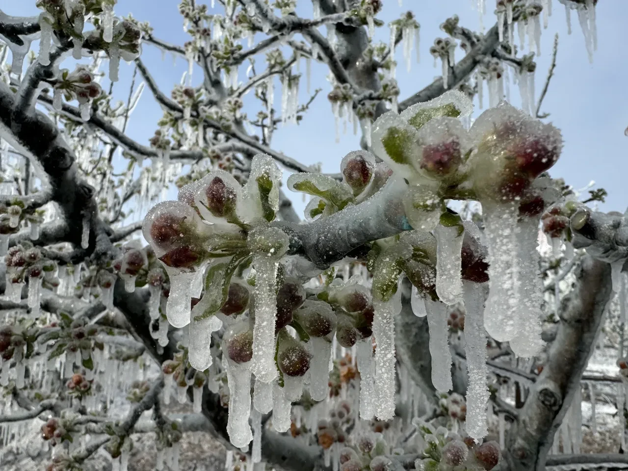 Zirai don felaketi üretimi vurdu! Ali Ekber Yıldırım uyardı: Sebze ve meyveye zam yolda