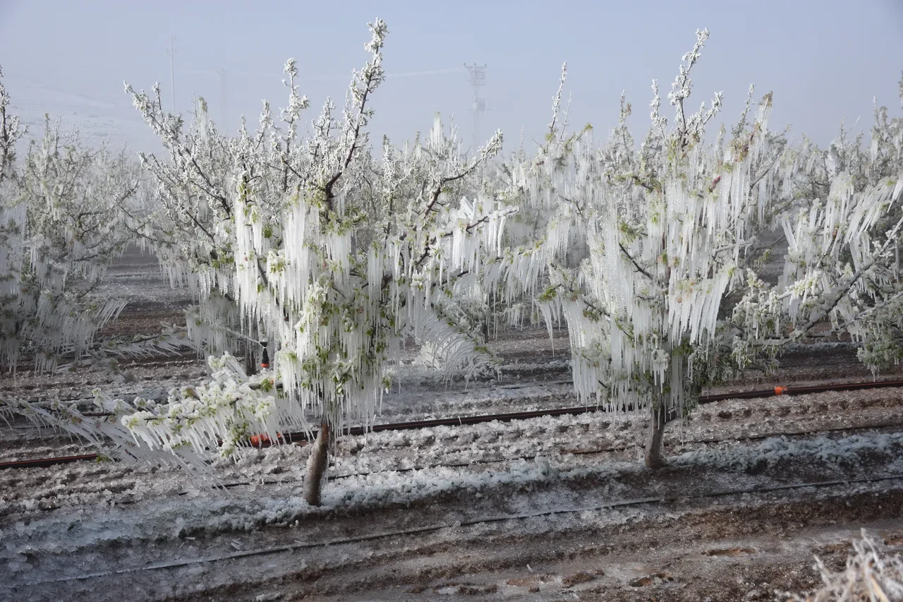 Zirai don felaketi üretimi vurdu! Ali Ekber Yıldırım uyardı: Sebze ve meyveye zam yolda