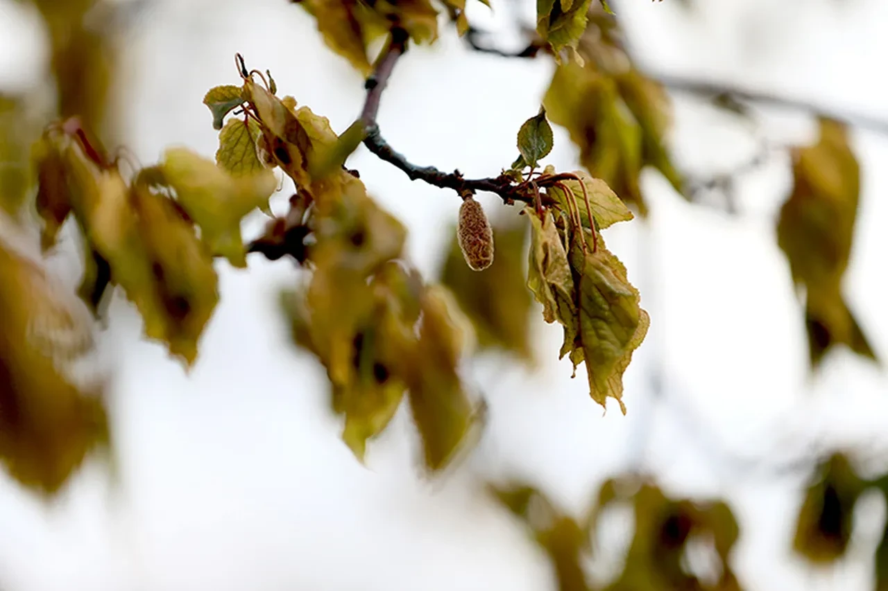 Zirai don felaketi üretimi vurdu! Ali Ekber Yıldırım uyardı: Sebze ve meyveye zam yolda