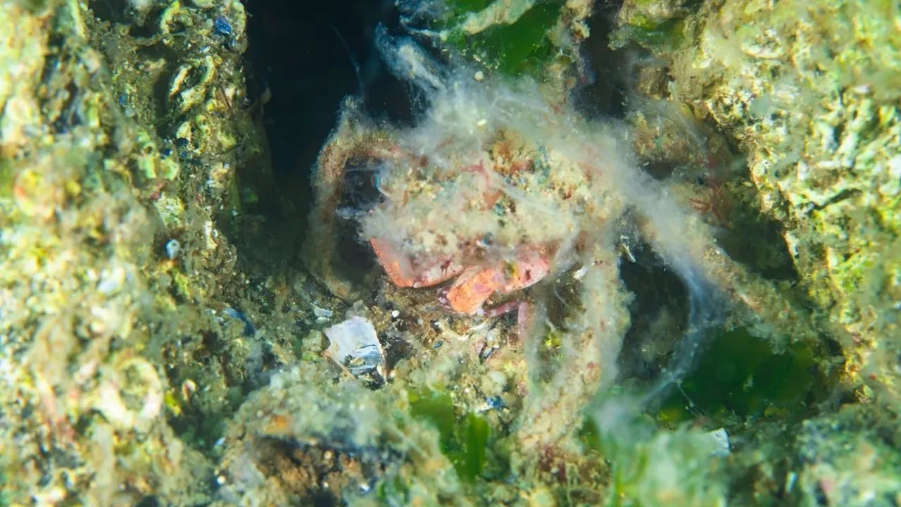 2021 kabusu geri dönüyor olabilir! Marmara Denizi tehlikede