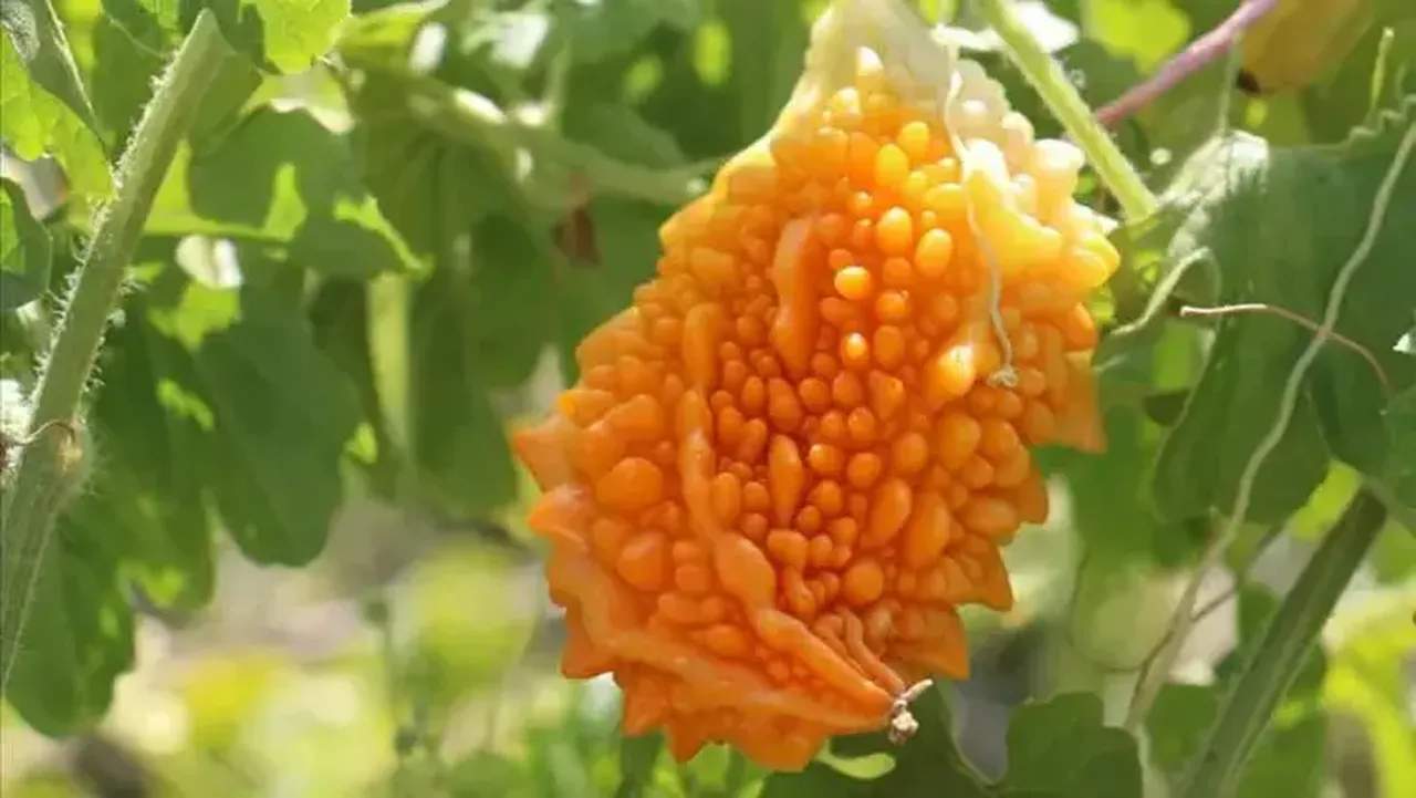 Adı gibi kudretli bitki! Kolesterol ve kan şekerine bire bir geliyor