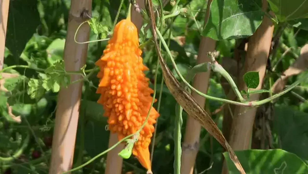 Adı gibi kudretli bitki! Kolesterol ve kan şekerine bire bir geliyor