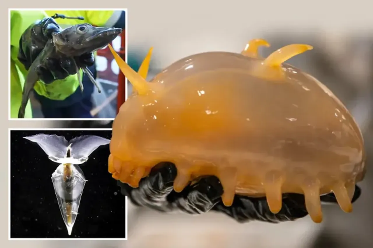 Buzkıran gemi deniz tabanından çıkardı: Antarktika'da su altındaki tuhaf canlılar