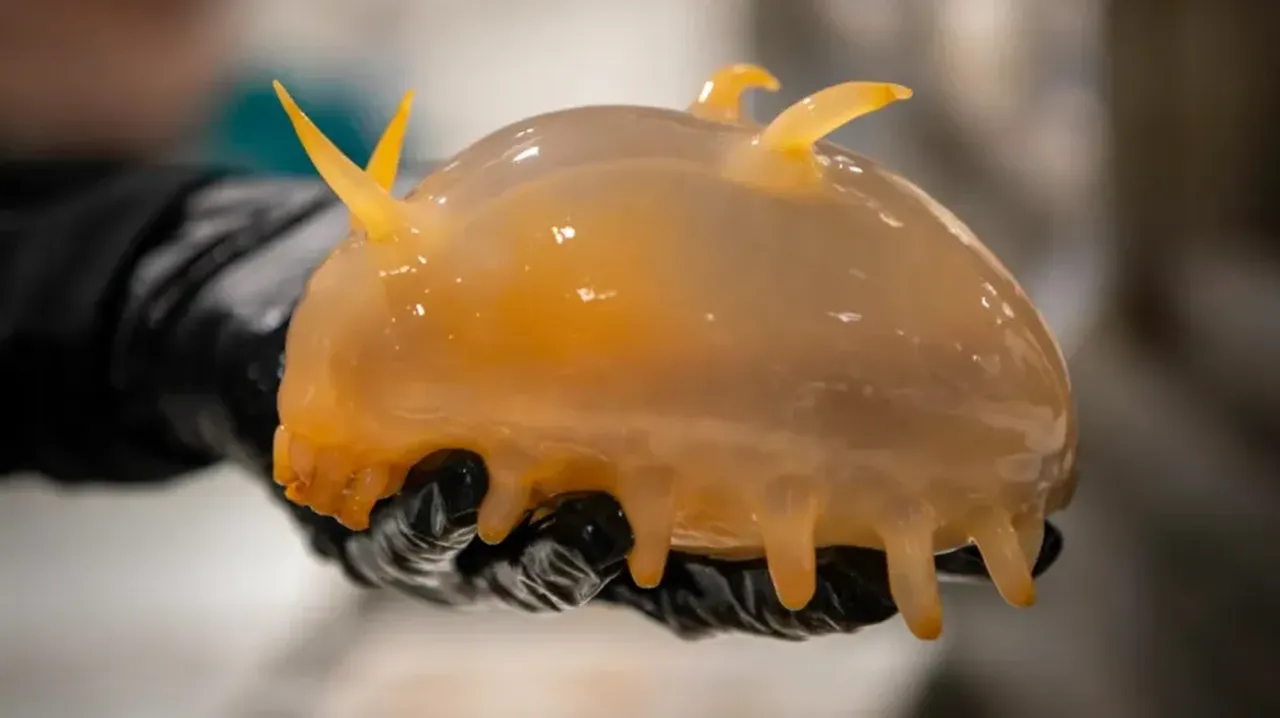 Buzkıran gemi deniz tabanından çıkardı: Antarktika'da su altındaki tuhaf canlılar