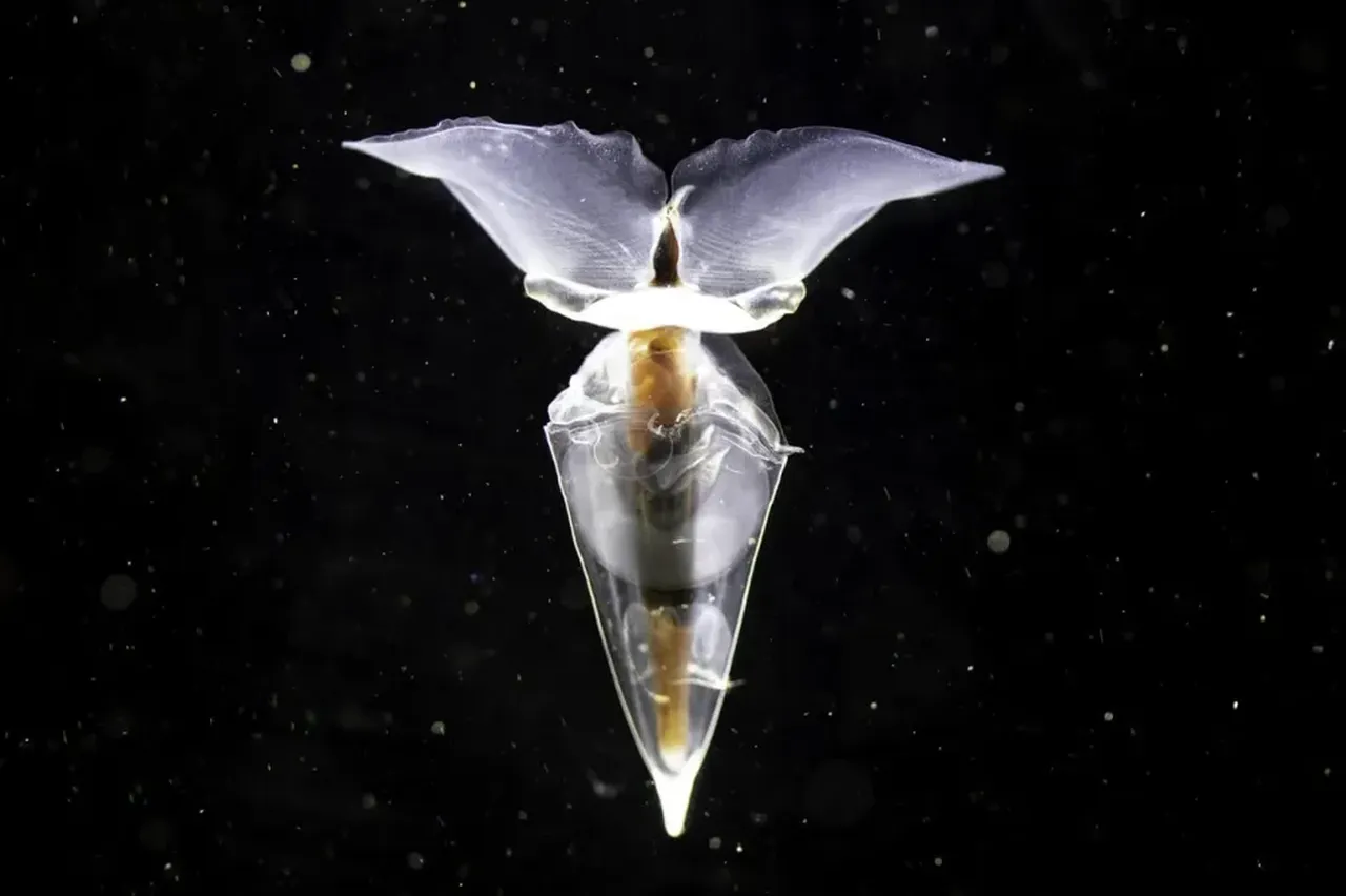 Buzkıran gemi deniz tabanından çıkardı: Antarktika'da su altındaki tuhaf canlılar