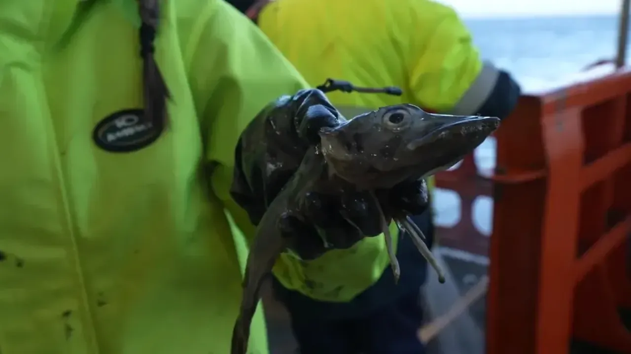 Buzkıran gemi deniz tabanından çıkardı: Antarktika'da su altındaki tuhaf canlılar