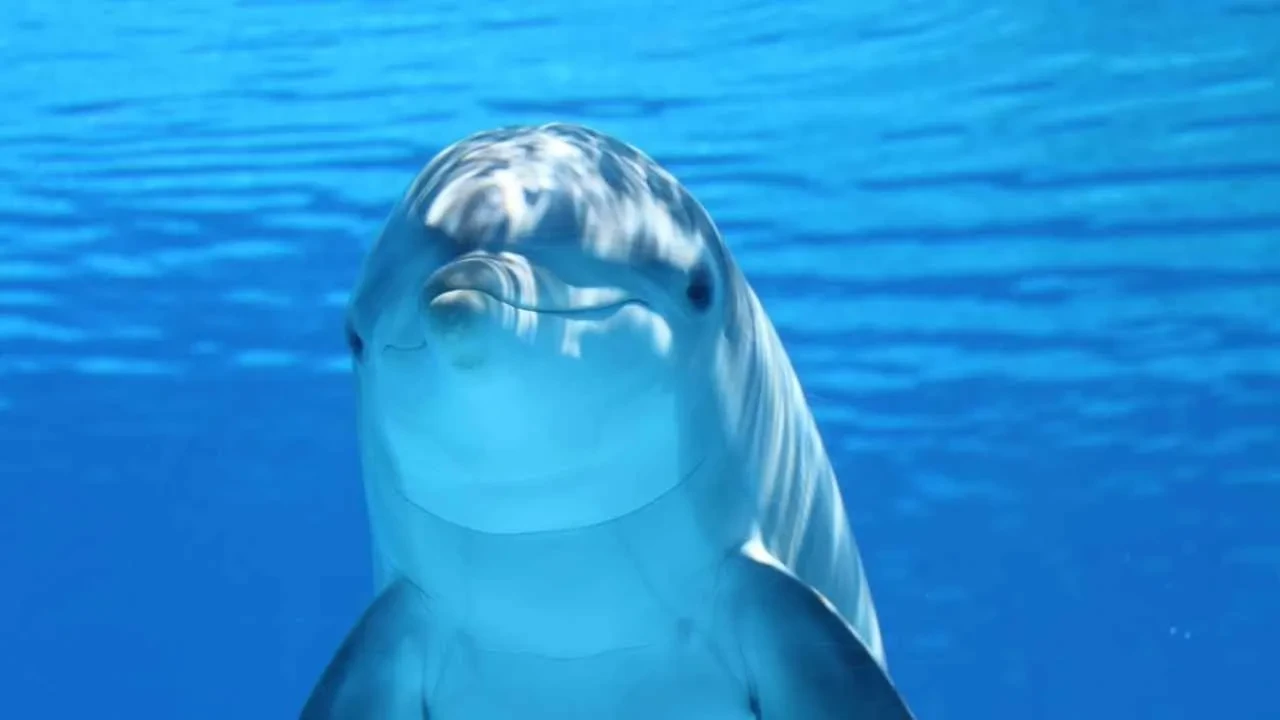 Hayvanlarla konuşmak mümkün oluyor! Google'ın yeni yapay zekası telefonlara indirilebilecek