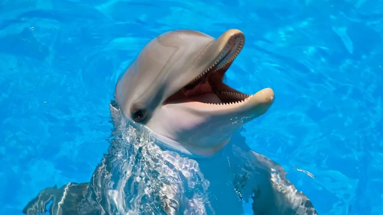 Hayvanlarla konuşmak mümkün oluyor! Google'ın yeni yapay zekası telefonlara indirilebilecek