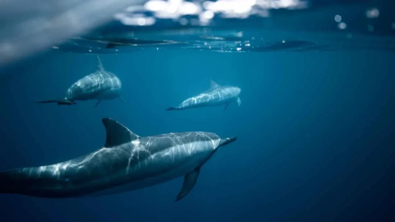 Hayvanlarla konuşmak mümkün oluyor! Google'ın yeni yapay zekası telefonlara indirilebilecek