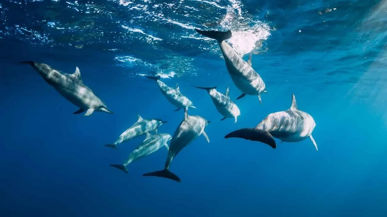 Hayvanlarla konuşmak mümkün oluyor! Google'ın yeni yapay zekası telefonlara indirilebilecek