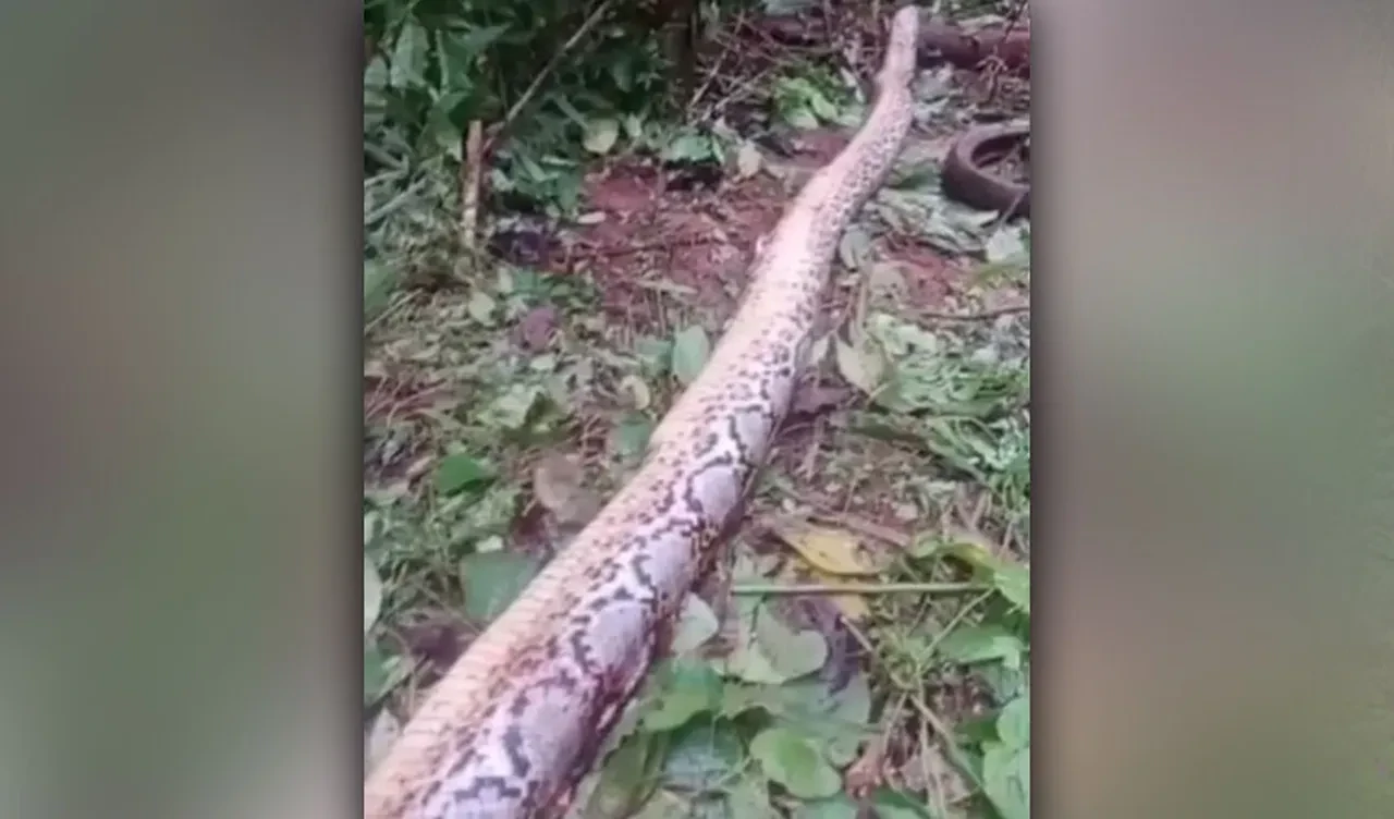 Kayıp kadın 7 metrelik pitonun ağzından çıkarıldı! Dehşete düşüren manzara