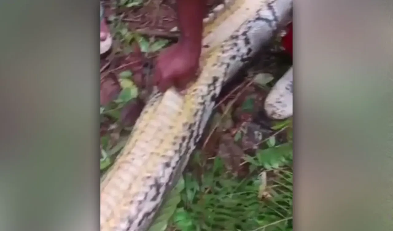 Kayıp kadın 7 metrelik pitonun ağzından çıkarıldı! Dehşete düşüren manzara