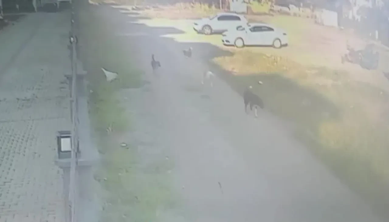 Köpeklerin saldırısına uğradı! O günden beri dışarı çıkamıyor