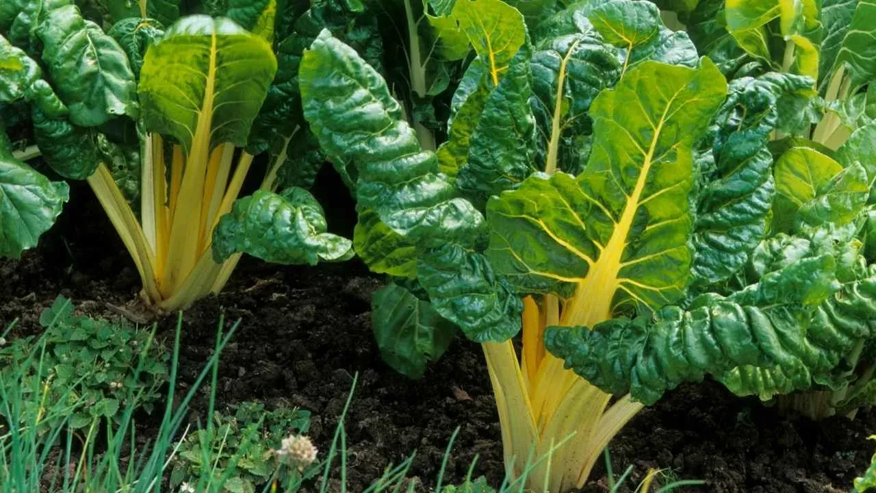 Türkiye'de sadece Rizeliler biliyor! K, C vitamini deposu: Kemikleri çelik gibi yapıyor