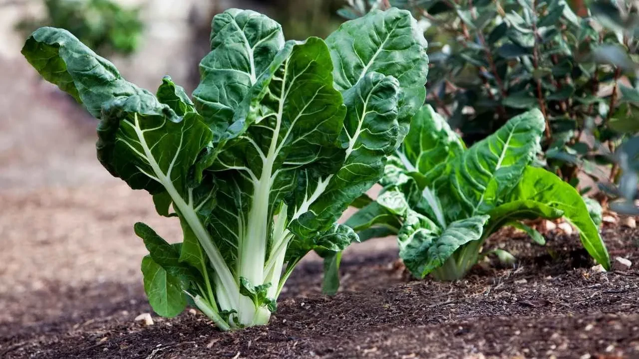 Türkiye'de sadece Rizeliler biliyor! K, C vitamini deposu: Kemikleri çelik gibi yapıyor