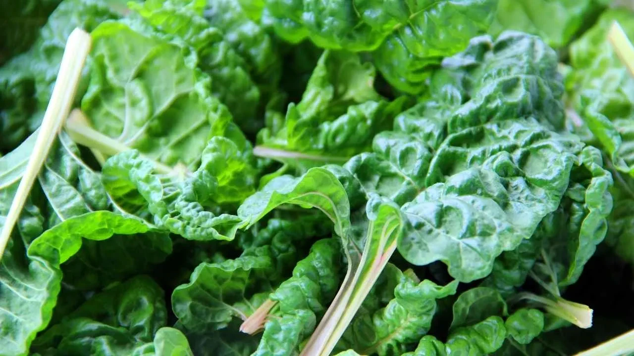 Türkiye'de sadece Rizeliler biliyor! K, C vitamini deposu: Kemikleri çelik gibi yapıyor