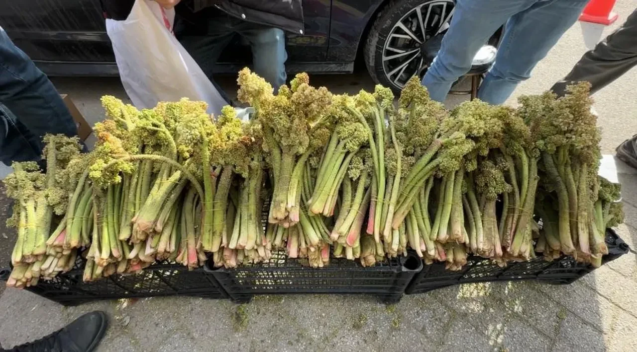Birçok hastalığa iyi geliyor: Uçkun ya da yayla muzu olarak bilinen dağ lezzetinin fiyatı belli oldu!