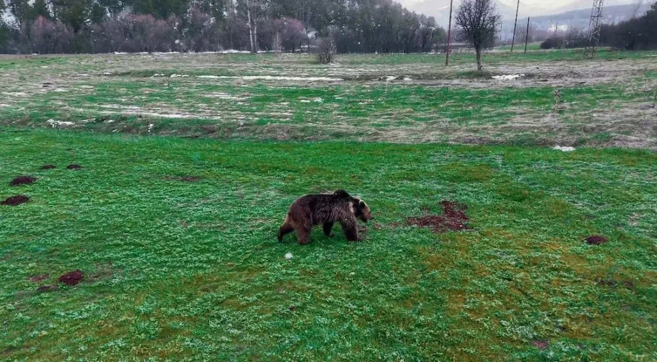 Kış uykusundan uyanan ayı dronu görünce bakakaldı!