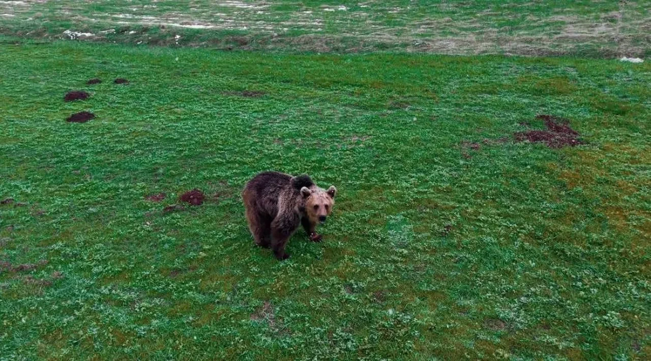 Kış uykusundan uyanan ayı dronu görünce bakakaldı!