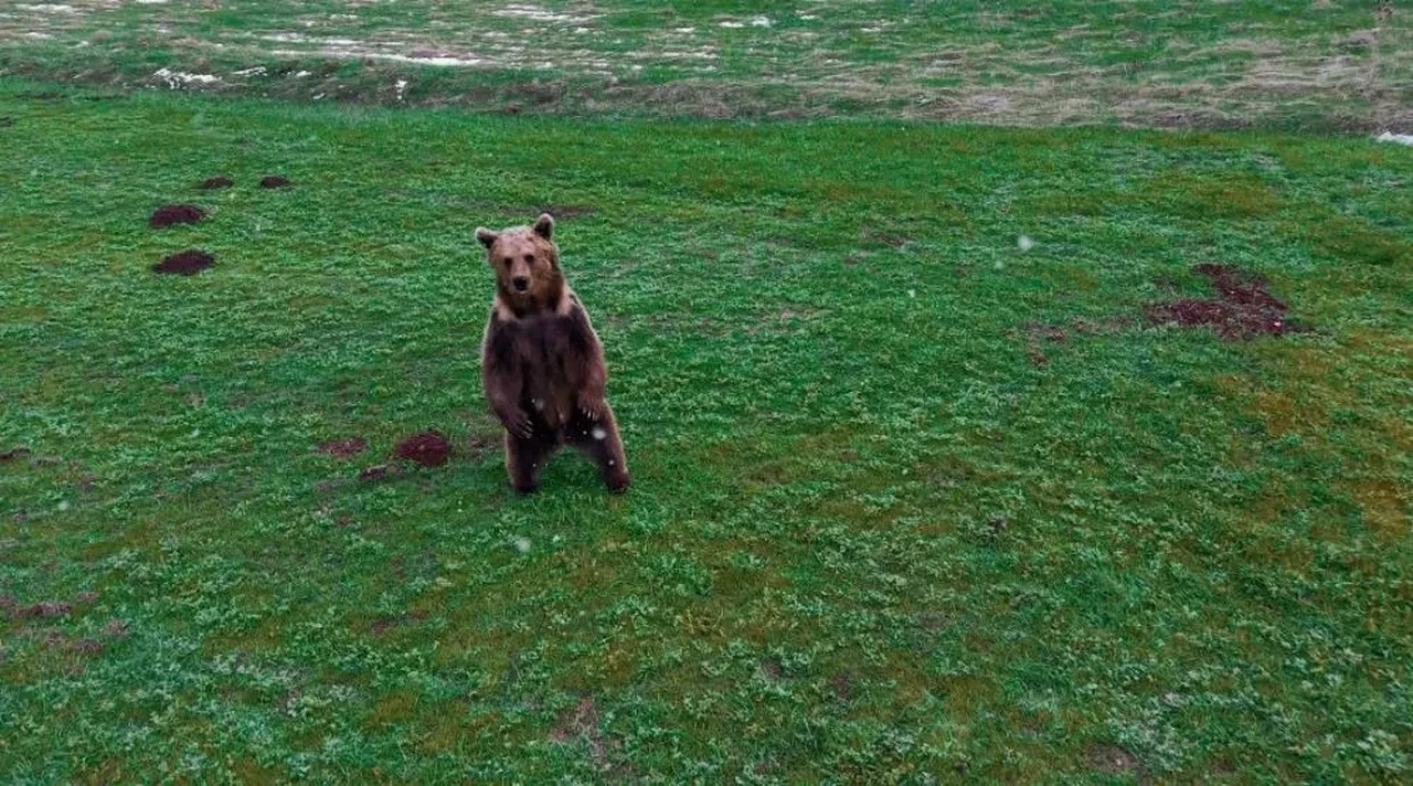 Kış uykusundan uyanan ayı dronu görünce bakakaldı!