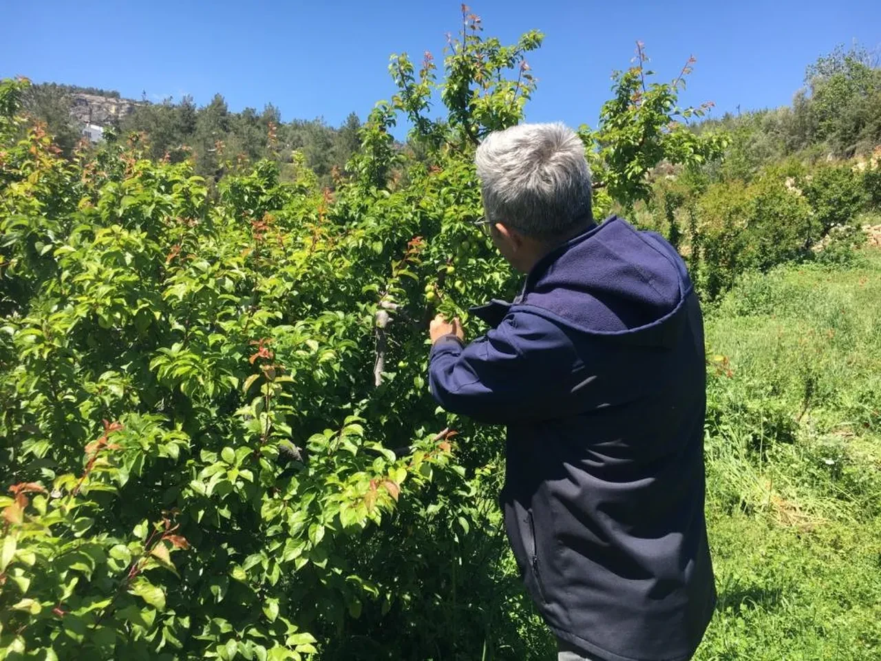 Mersin eriğinde fiyat makası 300 TL’ye çıktı