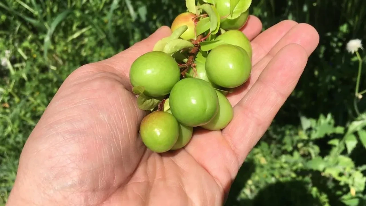Mersin eriğinde fiyat makası 300 TL’ye çıktı