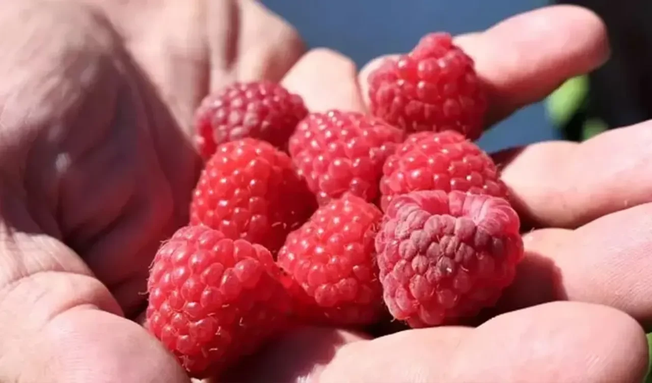 Sadece bir kere ısırdı, hayatı tepetaklak oldu! 20 yıldır meyve ve sebze yemiyor
