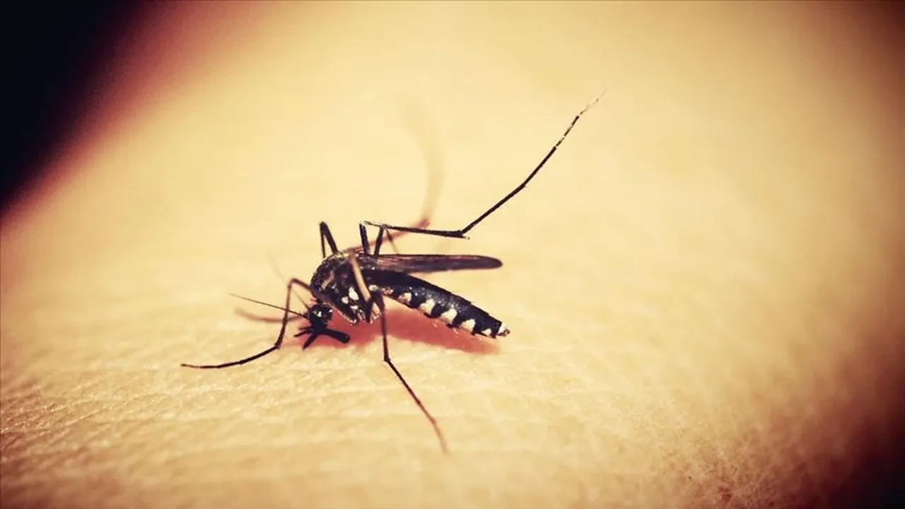 Sarıhumma nedir nasıl bulaşır? Bir ülkede acil durum ilan edildi