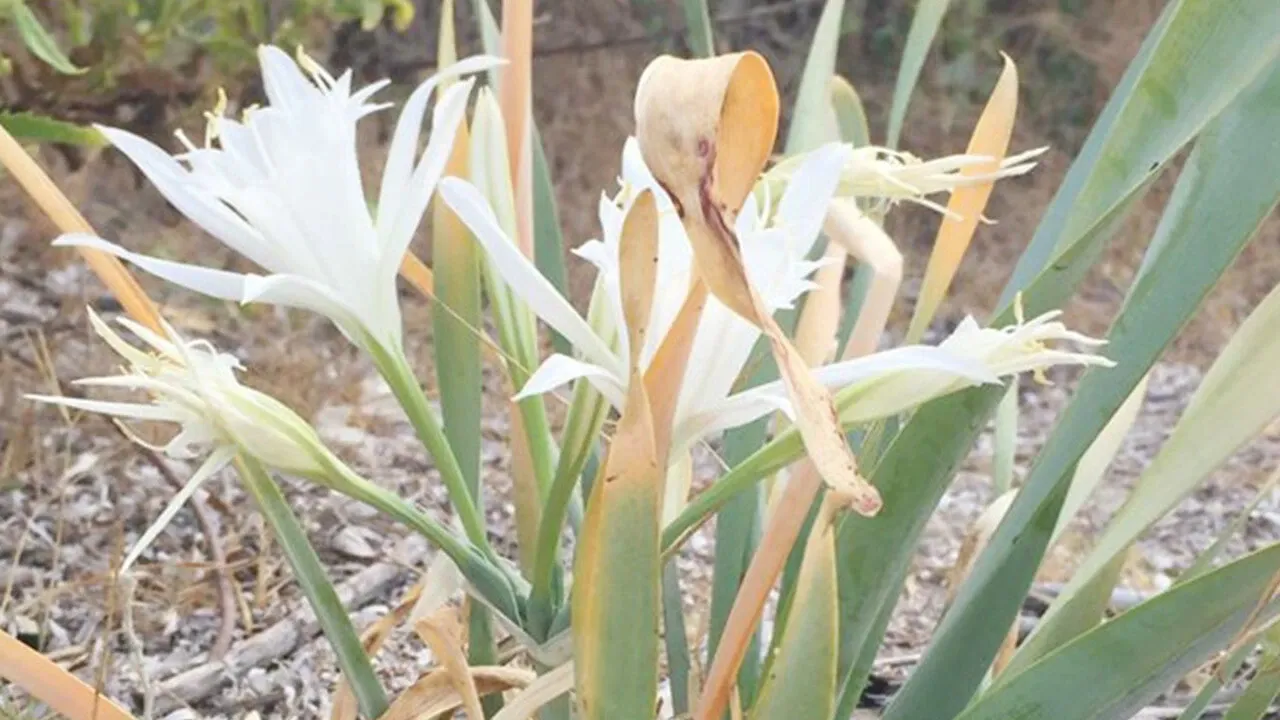 Denize gidenler dikkat! Ot sanarak koparmayın: 387 bin cezası var