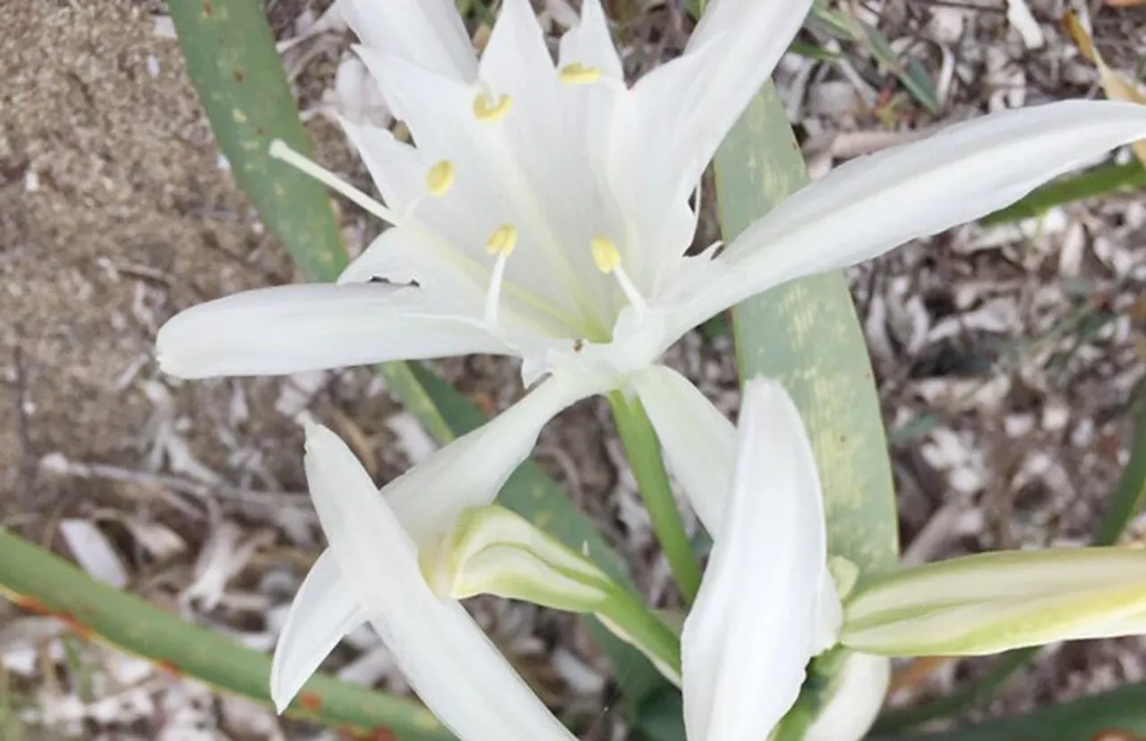 Denize gidenler dikkat! Ot sanarak koparmayın: 387 bin cezası var