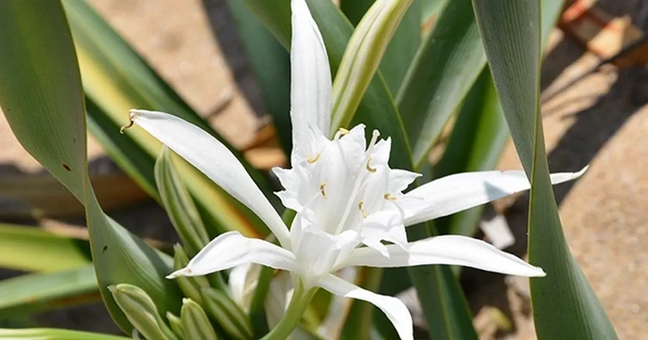 Denize gidenler dikkat! Ot sanarak koparmayın: 387 bin cezası var