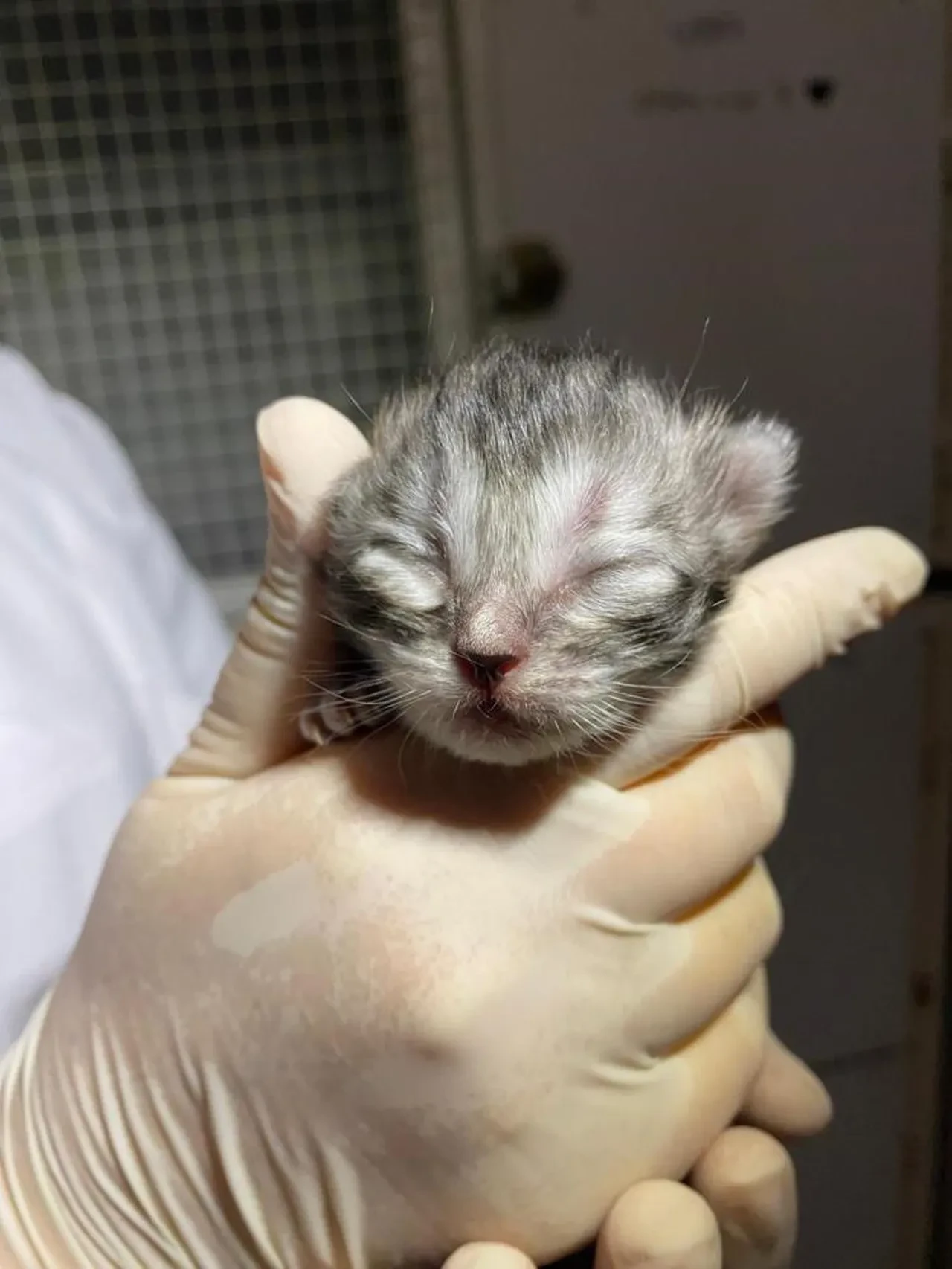 Nisan ayında 52 Ankara Kedisi dünyaya geldi