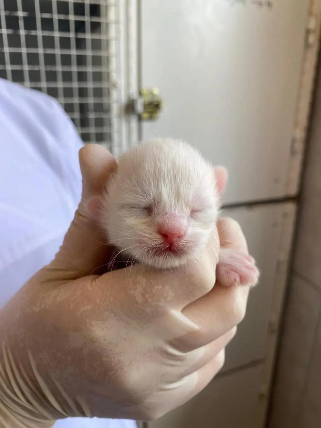 Nisan ayında 52 Ankara Kedisi dünyaya geldi