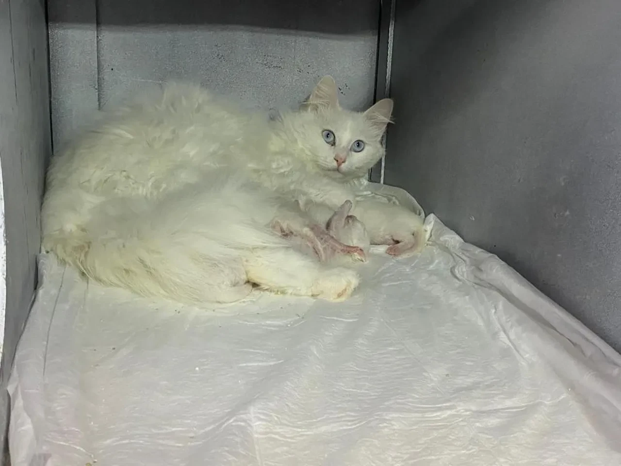 Nisan ayında 52 Ankara Kedisi dünyaya geldi