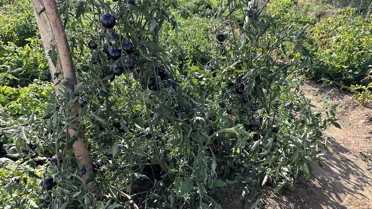 Türkiye'de değeri bilinmiyor! Antalya ve Hakkari'de yetişiyor: Kanserin baş düşmanı