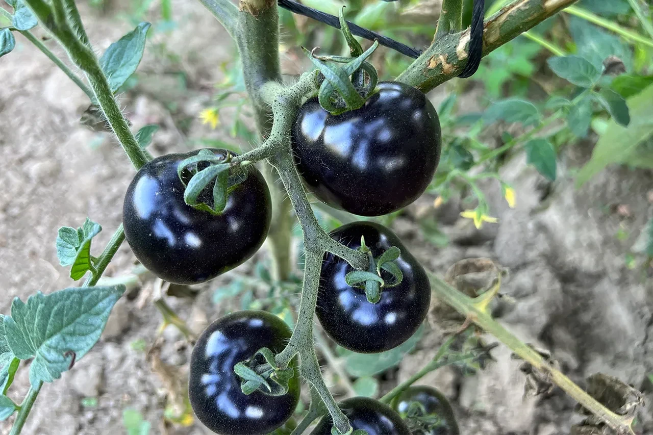 Türkiye'de değeri bilinmiyor! Antalya ve Hakkari'de yetişiyor: Kanserin baş düşmanı