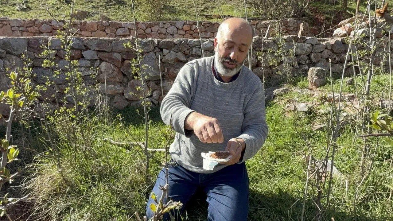 Ali Baba Türbesi'nde toprak yiyerek dua ediyorlar!