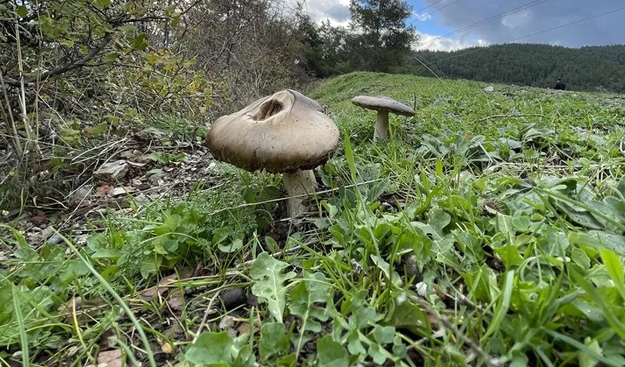 Bu belirtiler varsa dikkat! Uzmanlardan mantarlarla ilgili çok önemli uyarı