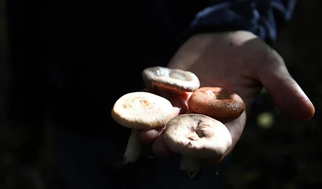 Bu belirtiler varsa dikkat! Uzmanlardan mantarlarla ilgili çok önemli uyarı