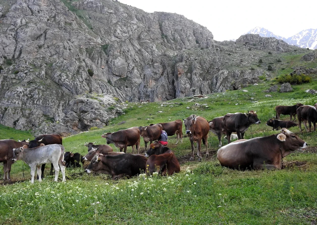 Çoban bulmak imkansız hale geldi! 60 bin TL'yi kimse kabul etmedi, köylüler çözümü böyle buldu